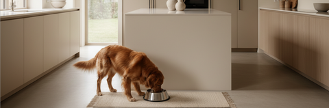 Crea una rutina de alimentación con suplementos: paso a paso 📅