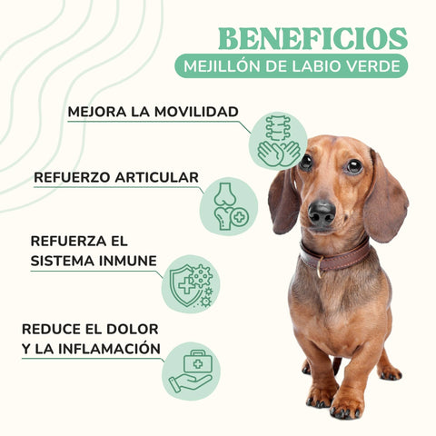 Mejillón de labio verde